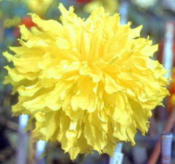 Dahlia ' H.M. QUEEN ELIZABETH '  (G.D.)    Stredwick  UK  1942    (DS. 00517)  (NDS)